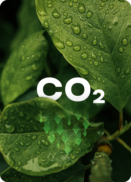 TH Carbon Balance